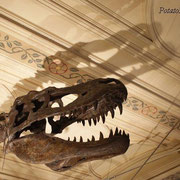 Natural History Museum London UK