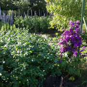 Fleurs et Pommes de terre
