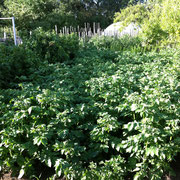 Carré de Pommes de Terre
