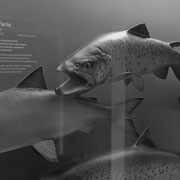 Museum im Kastell: Raubfische