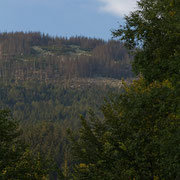 Dieses Waldsterben wird Ihnen präsentiert von der Tschechischen Industrie
