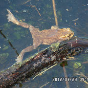 Erdkröte im Teich