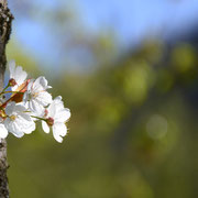 Frühling ...