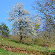 Modenbachtal bei Hainfeld