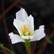 Atamasco Lily, Zephyranthes atamasca, Photo by Art Smith