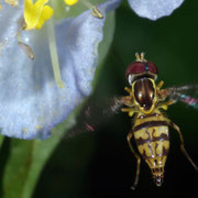 Macrophotography by Randy Stapleton