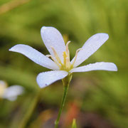 Shortleaf Rosegentian---Sabatia brevifolia, Photo by Art Smith