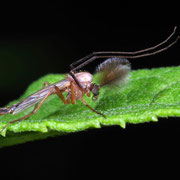 Macrophotography by Randy Stapleton