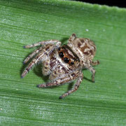 Macrophotography by Randy Stapleton