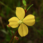 Seaside primrosewillow, Ludwigia maritima, Photo by Art Smith