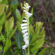 Ladies Tresses, Spiranthes vernal,  photo by Art Smith