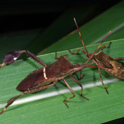 Leaf-footed bugs, Macrophotography by Randy Stapleton