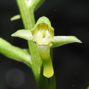 Tooth petal orchid, Habenaria floribunda, photo by Art Smith