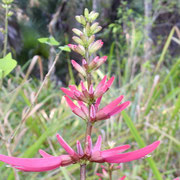 Coral Bean, Erythrina herbacea,  photo by Art Smith