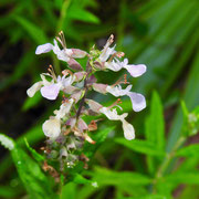 Wood sage-  teucrium canadense, Photo by Art Smith
