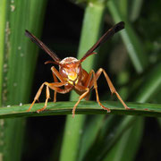 Macrophotography by Randy Stapleton