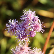 Blue Mistflower---Conoclinium coelestinum, photo by Art Smith