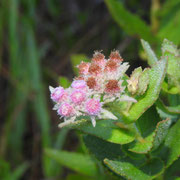 rosy camphorweed---pluchea rosea (or baccharis), Photo by Art Smith