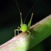 Macrophotography by Randy Stapleton