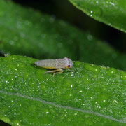 Macrophotography by Randy Stapleton