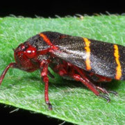 two-lined spittlebug, Macrophotography by Randy Stapleton