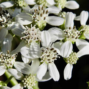 White Crownbeard---Verbesina virginica, photo by Art Smith