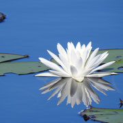 water lily-  nymphaea odorata, Photo by Art Smith