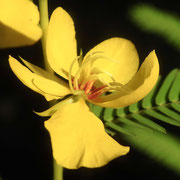 Partridge Pea--Chamaecrista fasciculata, photo by Art Smith