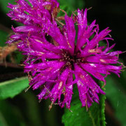 Ironweed, Macrophotography by Randy Stapleton