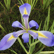 Savannah Iris-Iris savannarum, photo by Art Smith