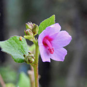 Caesarweed, Urena lobata, Photo by Art Smith