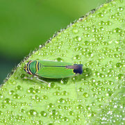 Macrophotography by Randy Stapleton