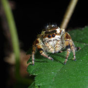 Macrophotography by Randy Stapleton