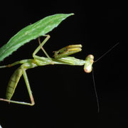 Macrophotography by Randy Stapleton