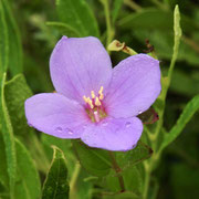 Nuttall's Meadowbeauty--  Rhexia nuttallii, photo by Art Smith