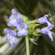 Lyreleaf sage, salvia lyrata, Photo by Art Smith