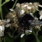 Macrophotography by Randy Stapleton