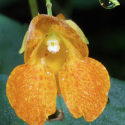 Spotted jewel weed, Impatiens capensis, Macrophotography by Randy Stapleton