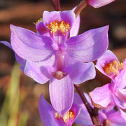 Calopogon multiflorus,  photo by Art Smith