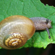 Land Snail, Macrophotography by Randy Stapleton