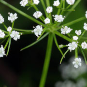 Macrophotography by Randy Stapleton