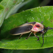 Macrophotography by Randy Stapleton