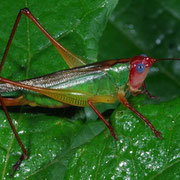 Katydid, Macrophotography by Randy Stapleton