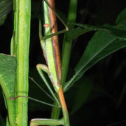 Chinese Mantis  Macrophotography by Randy Stapleton