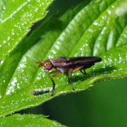 Macrophotography by Randy Stapleton