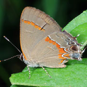 hairstreak Macrophotography by Randy Stapleton