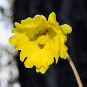 Yellow bladderwort,pinguicula lutea,  photo by Art Smith