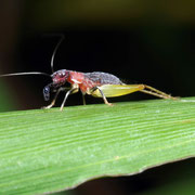 Macrophotography by Randy Stapleton