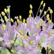 Macrophotography by Randy Stapleton