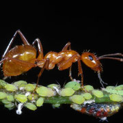 Guardian ant with aphids